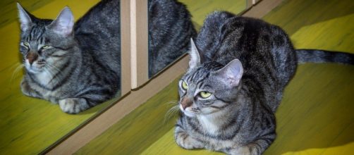 6 curiosità sui gatti: non si riconoscono allo specchio.
