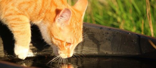 chat : s'il met sa patte dans l'eau avant de boire ce n'est pas pour voir si elle est fraiche - Photo Pixabay