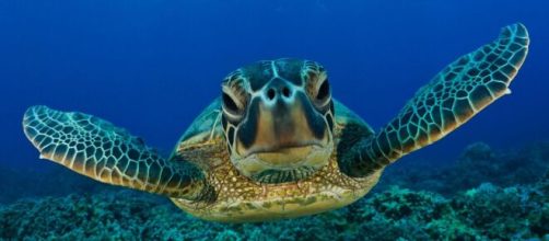 Tortuga … (con imágenes) | Tortugas marinas, Animales bajo el agua ... - pinterest.ie