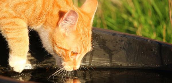 Chat Ce N Est Pas Pour Voir Si L Eau Est Fraiche Qu Il Met Sa Patte Dans Sa Gamelle