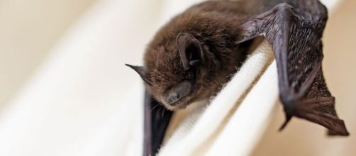 Se encuentran nuevos tipos de coronavirus en murciélagos