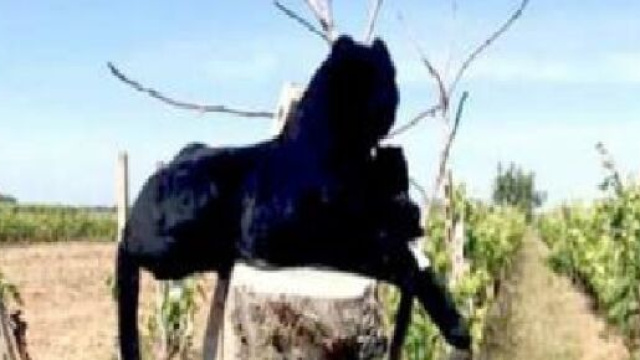 Salento, la pantera di peluche che ha scatenato la paura della popolazione.