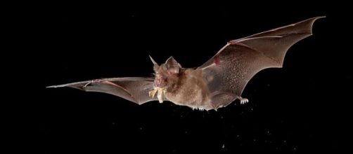 Cientifícos estudian a los murciélagos en China