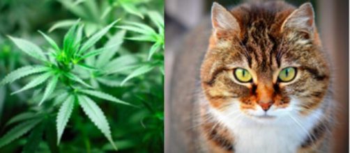 Un simple histoire de chat permet à la police de trouver du cannabis - Photos Pixabay