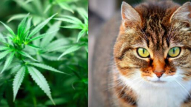 Un simple histoire de chat permet à la police de trouver du cannabis - Photos Pixabay
