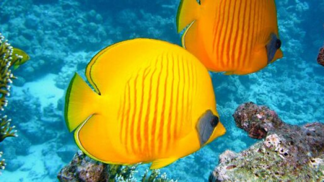 L'oroscopo di luglio Pesci amore e lavoro.