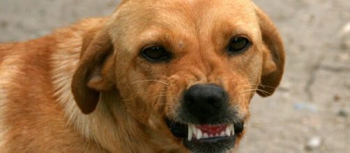 Cane aggredisce un bambino a Parma.