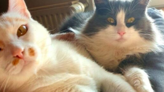 chat : il faut du temps pour qu'il s'entend bien avec un autre - Photo personnelle Marlène