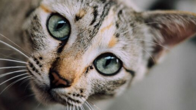 chat pourquoi il ne fait pas pipi dans sa litière ? - Photo Pixabay