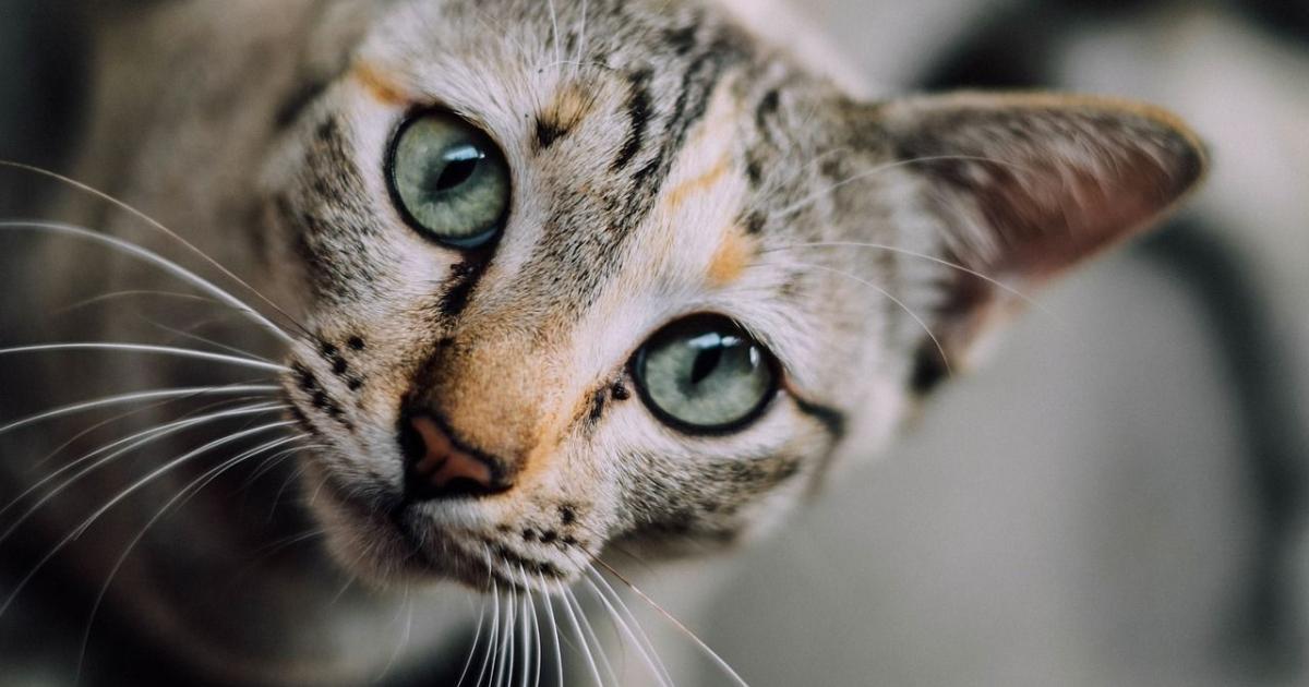 Chat S Il N Urine Pas Dans Sa Litiere Ce N Est Pas Forcement De Sa Faute