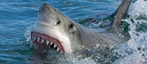 Surfista é morto em ataque de tubarão na Austrália. (Arquivo Blasting News)