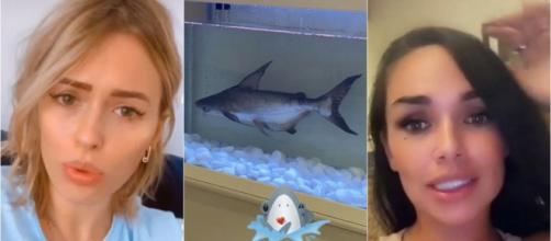 Un requin dans un aquarium dans la villa de la JLC Family, Jazz réagit et Virginie clashe la famille de Dubaï.