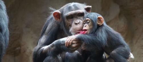 La cría de chimpancé 'Happy' en una imagen de archivo