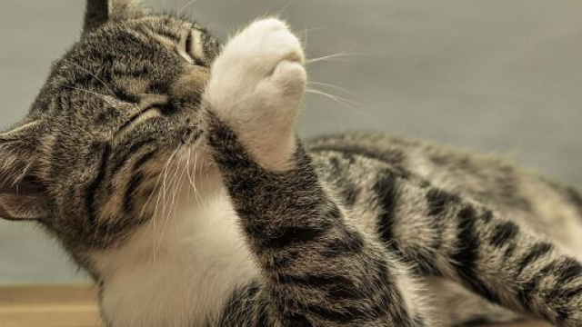 Quand changer la litière du chat - Photo Pixabay