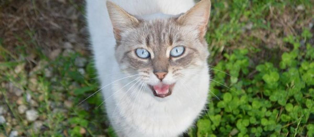 Chat Derriere Chaque Miaulement Il Y A Toujours Un Message Different