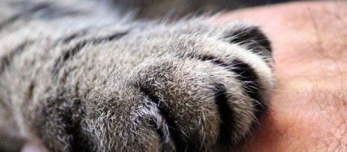 chat sa patte est son tendon d'Achile - Photo Pixabay
