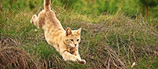 Chat Son Quart D Heure De Folie N Est Pas Uniquement Lie A Un Trop Plein D Energie