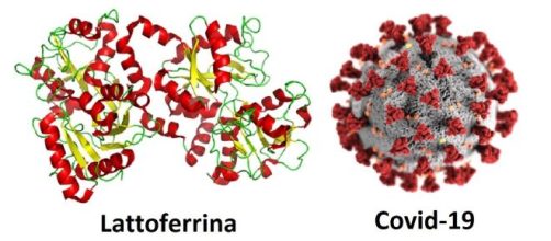 Una glicoproteina presente nel colostro e nel latte vaccino può prevenire le conseguenze del coronavirus.