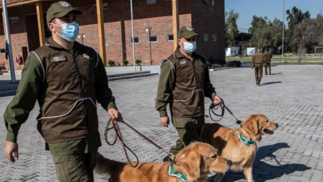 Au Chili, des chiens dressés pour détecter les malades du Covid-19 - Photo capture d'écran twitter