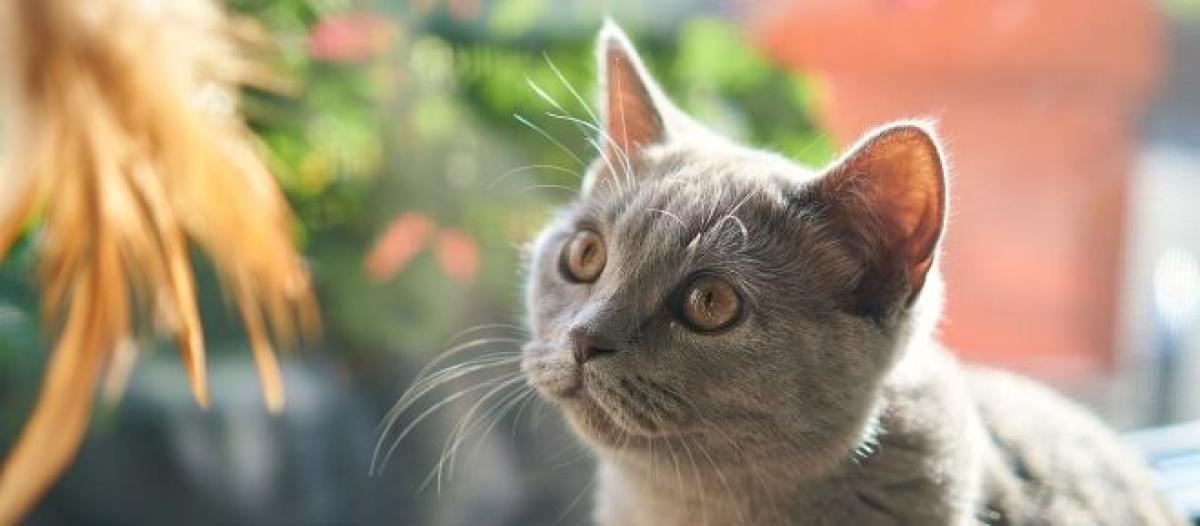 Chat S Il Vous Marche Dessus Ce N Est Pas Uniquement Parce Que Vous Etes Confortable