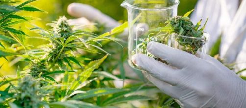 Associação ganha direito de produzir óleo de cannabis. (Arquivo Blasting News)