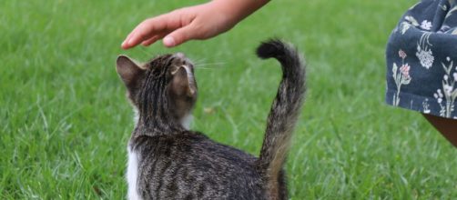Pourquoi votre chat apprécie autant que vous lui caressiez la tête - Photo Pixabay