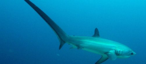 Trieste, avvistato uno squalo volpe lungo quattro metri: si tratta di una specie a rischio.