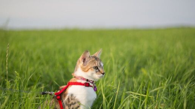 Chat : Ce n&rsquo;est pas parce que vous en avez un, qu&rsquo;il ne peut pas s&rsquo;habituer au harnais - Photo Pixabay