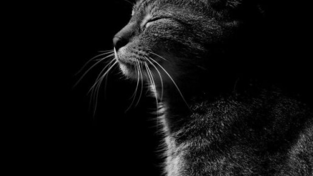 Chat : toutes les questions que vous vous posez sur votre félin - Photo Pixabay