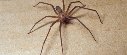In un paese del foggiano, a Manfredonia, un ragno violino ha morso un bambino di cinque anni.