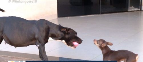 Segundo veterinários, é possível que tenha ocorrido o cruzamento entre o pinscher e a pitbull. (Arquivo Blasting News)