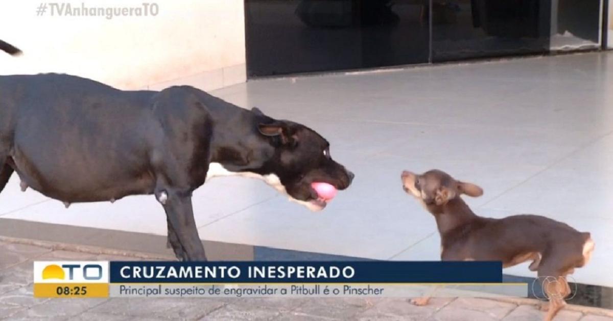 Pinscher engravida cadela pitbull no Tocantins 'deitada pode acontecer'