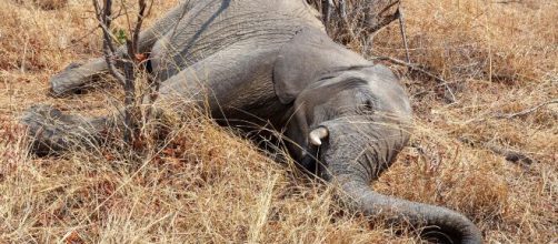 Centenas de elefantes estão morrendo misteriosamente em Botsuana. (Arquivo Blasting News)