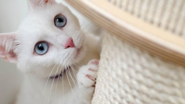 Chat : il ne suffit pas de le vacciner pourqu'il soit en bonne santé - Photo pixabay