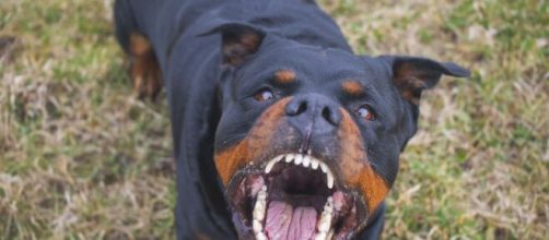 Cane azzanna ragazzina di 12 anni nel cuneese.