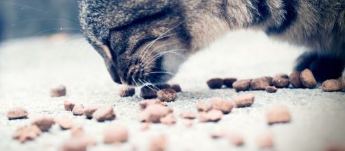 chat s'il met sa nourriture par terre avant de manger ce n'est pas seulement par confort - Photo pixabay