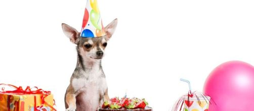 Hoy celebramos el Día Mundial del Perro | POSTA - com.mx