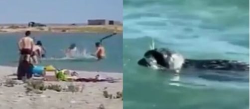 Una cría de foca es maltratada por un grupo de turistas.