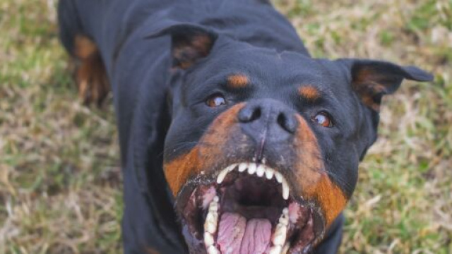 Cane azzanna ragazzina di 12 anni nel cuneese.