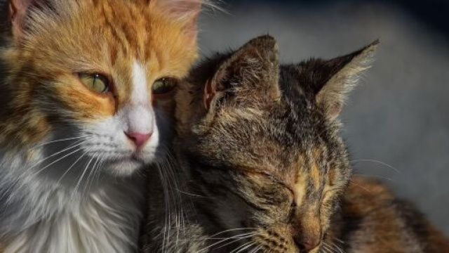 un projet de loi pour lutter contre les abandons d'animaux est en pr&eacute;paration - Photo Pixabay