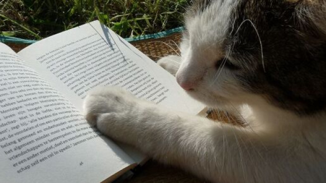 chat s'il vient vous déranger ce n'est pas seulement par amour - photo pixabay