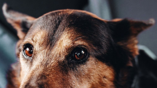 Chien si vous décidez d'agir pour en sauver un des fortes chaleurs, prenez vos précautions - Photo Pixabay