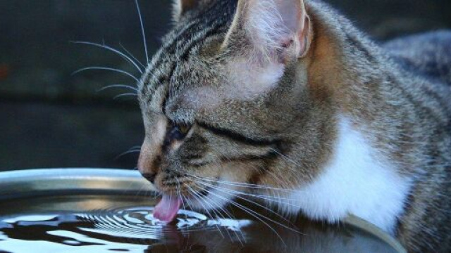 Comment protéger son chat des coups de chaleur ? - Photo Pixabay