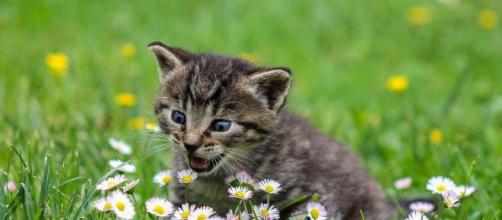 Chat S Il Miaule Tout Le Temps Il Ne Suffit Pas De L Ignorer Pour Qu Il S Arrete