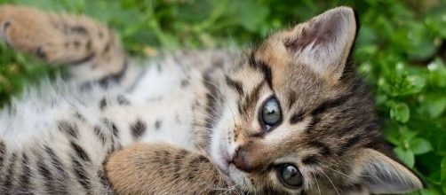 Adopter un chat pourrait vous coûter bonbon - Photo Pixabay