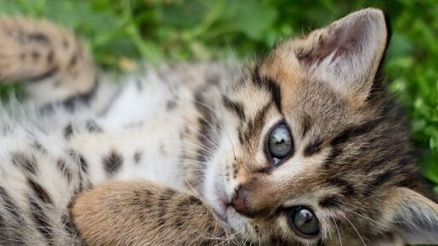 Adopter un chat pourrait vous coûter bonbon - Photo Pixabay