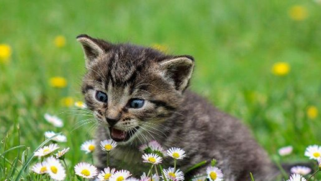 chat qui miaule tout le temps : comment y remédier ? Photo Pixabay