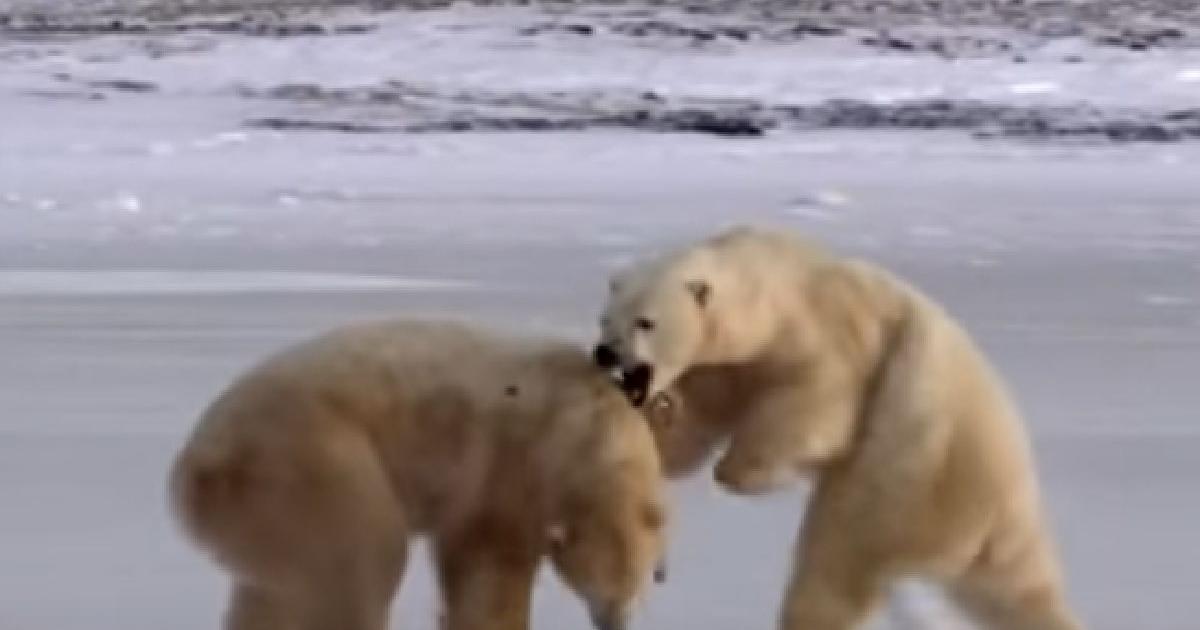 Polar bears on the verge of extinction, scientists give them up to 2100