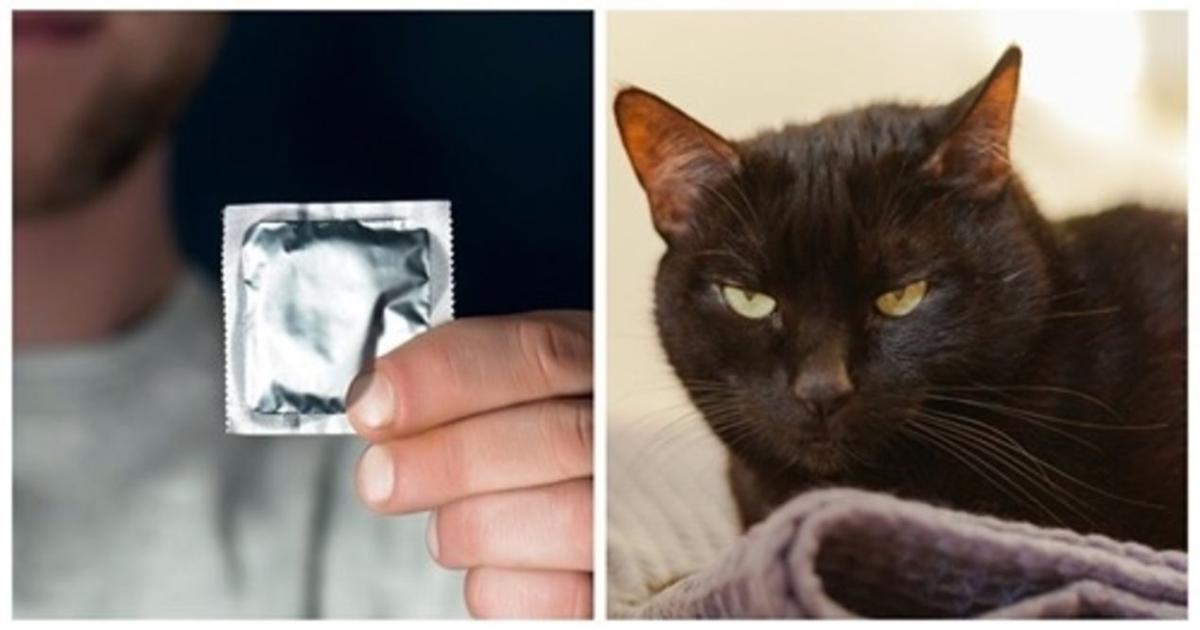 Un Homme Accuse Son Chat De La Grossesse De Sa Femme Apres Qu Il Ait Troue Leurs Preservatifs