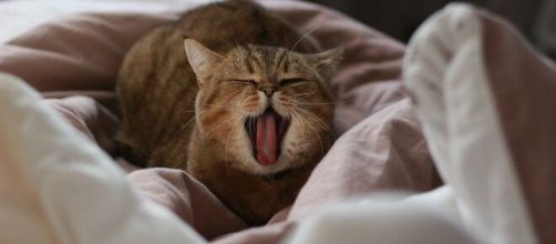 chat : s'il pétrit avec ses pattes ce n'est pas pour se faire un lit douillet - photo Pixabay